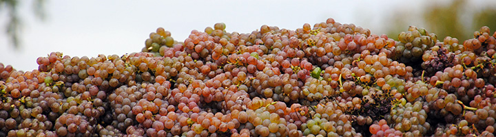 vendanges 2016 au Mongeat