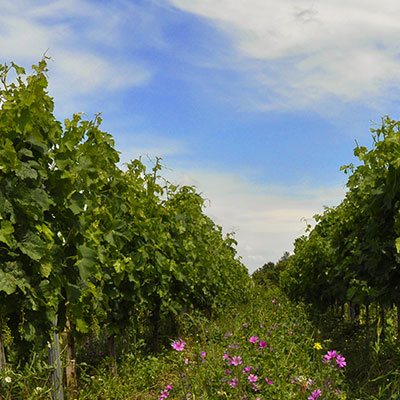 Culture de la vigne Château Haut-Mongeat vins biologiques
