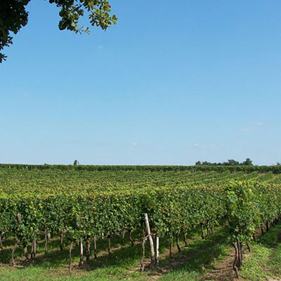 Terroir Château Haut-Mongeat vins bio